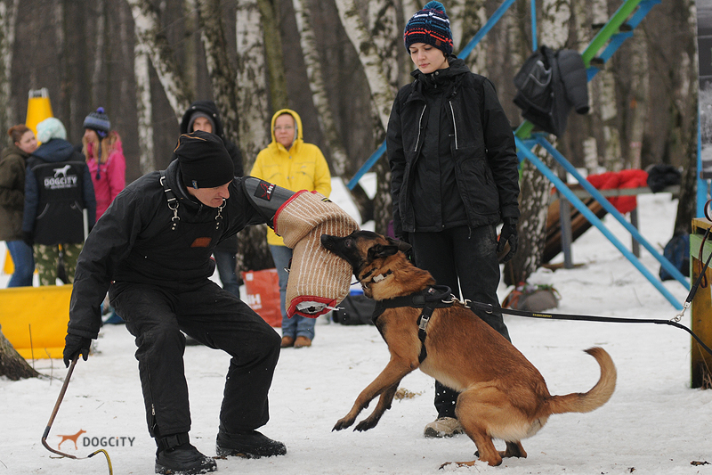 Дрессировка-собак_4513.jpg