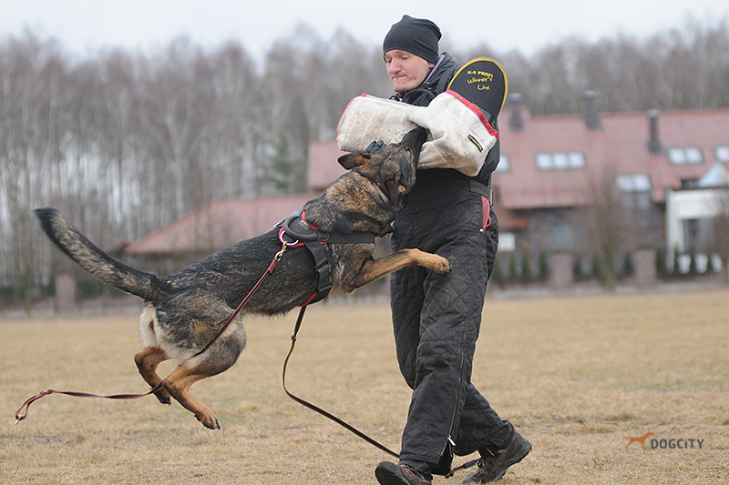 Дрессировка-собак_6136.jpg