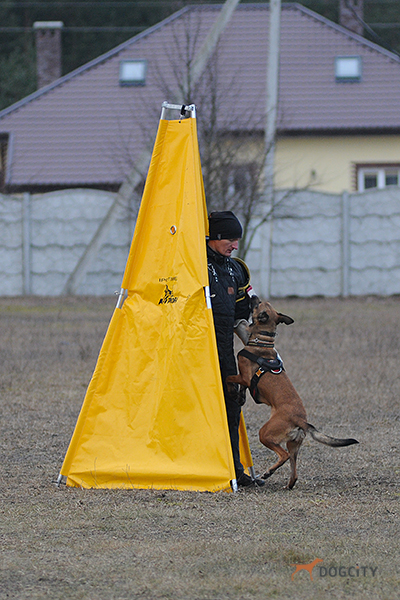 Дрессировка-собак_6603.jpg