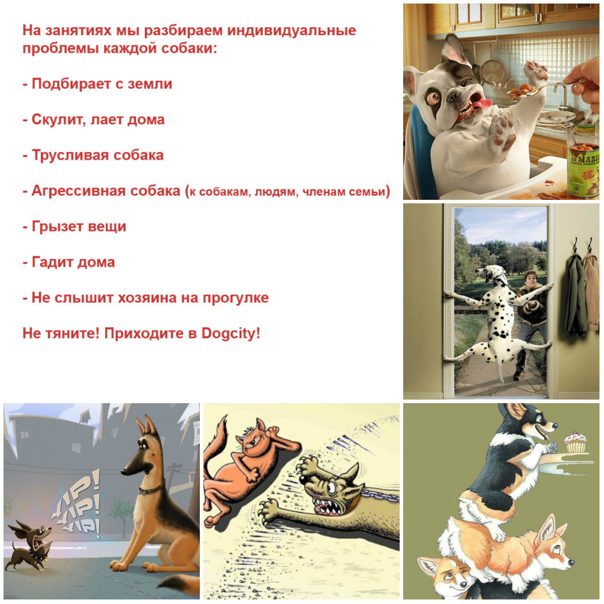 collage-поведение.jpg