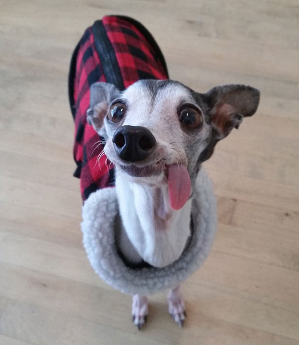 derpy-dog-greyhound-sticking-tongue-zappa-471.jpg