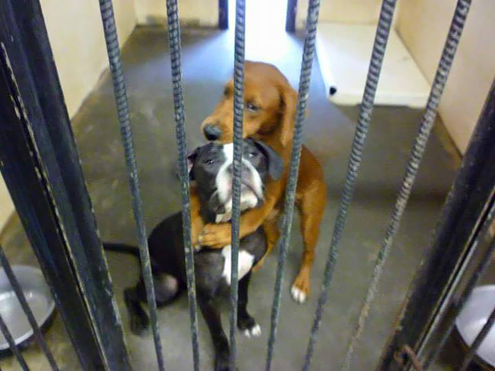 shelter-dogs-hug-photo-viral-save-life-euthanasia-kala-keira-angels-among-us-4.jpg