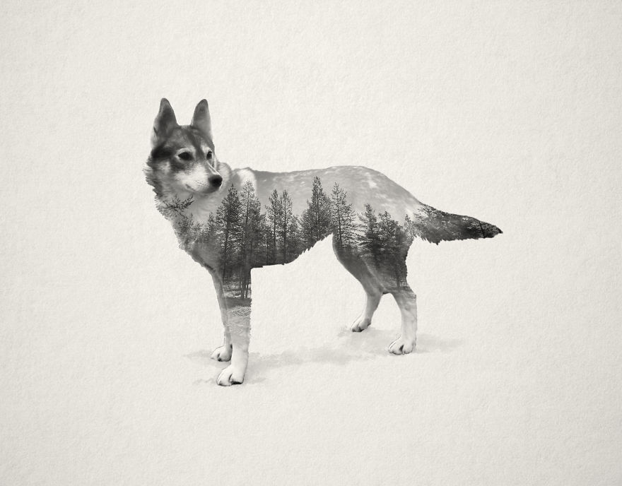 HUSKY-2__880.jpg