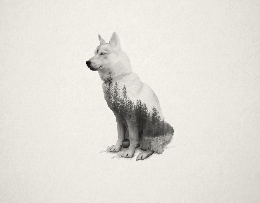 HUSKY-3__880.jpg