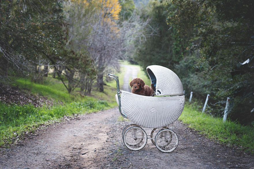 couple-newborn-dog-elisha-minnette-photography-17.jpg
