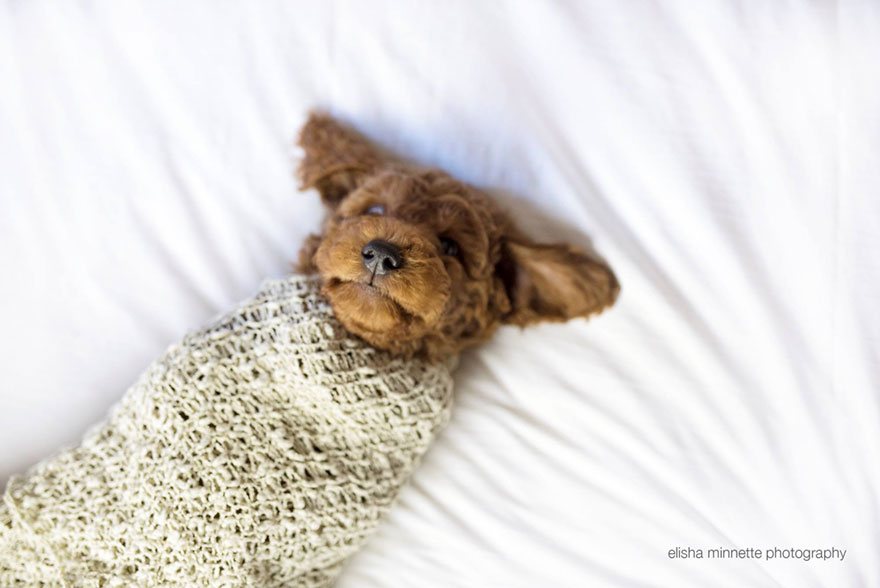 couple-newborn-dog-elisha-minnette-photography-18.jpg