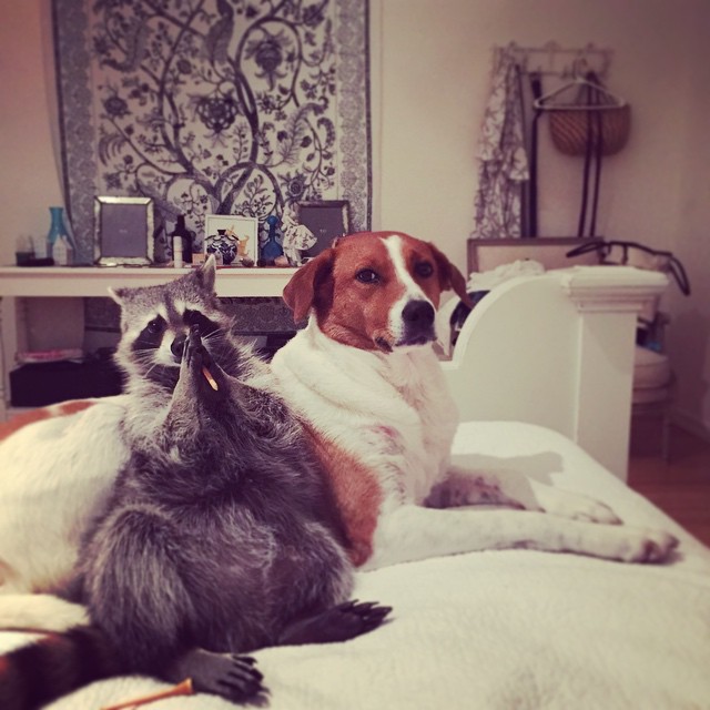 rescued-raccoon-pumpkin-laura-young-24.jpg