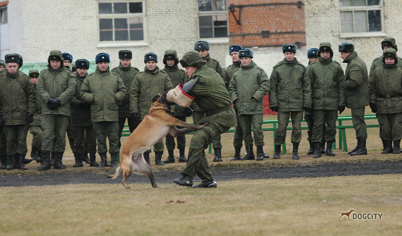 Дрессировка-собак_0955.jpg