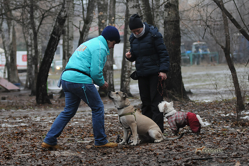 Дрессировка-собак_0352.jpg