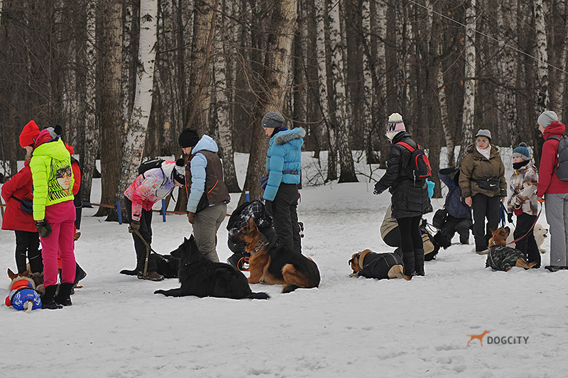 Дрессировка-собак_0387.jpg