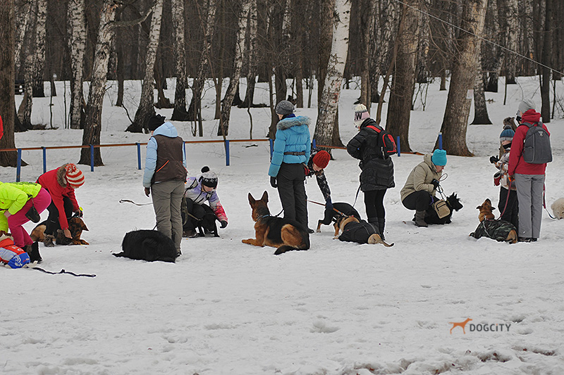 Дрессировка-собак_0384.jpg