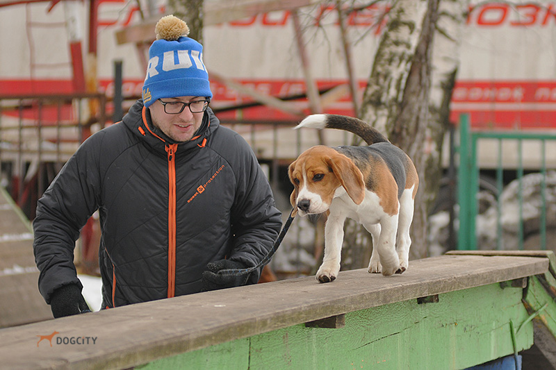 Дрессировка-собак_0422.jpg