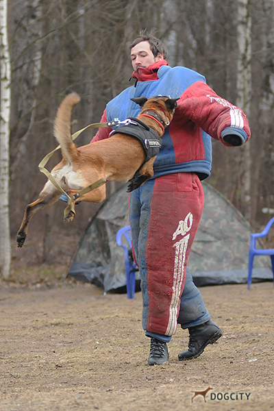 Дрессировка-собак_8935.jpg