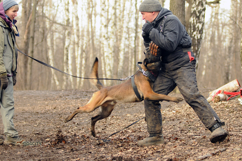 Дрессировка-собак_1660.jpg