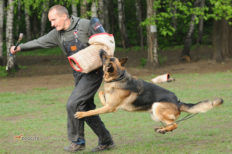 Дрессировка-собак_7705.jpg