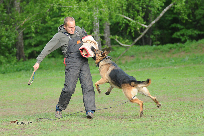 Дрессировка-собак_7862.jpg