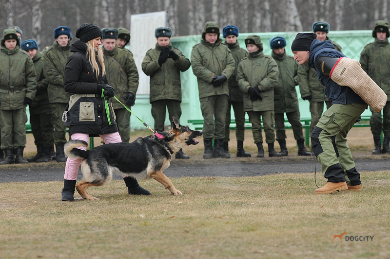 Дрессировка-собак_0811.jpg
