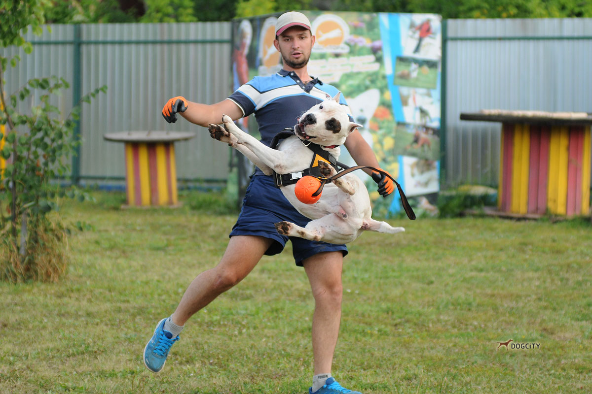 Дрессировка-собак_5228.jpg