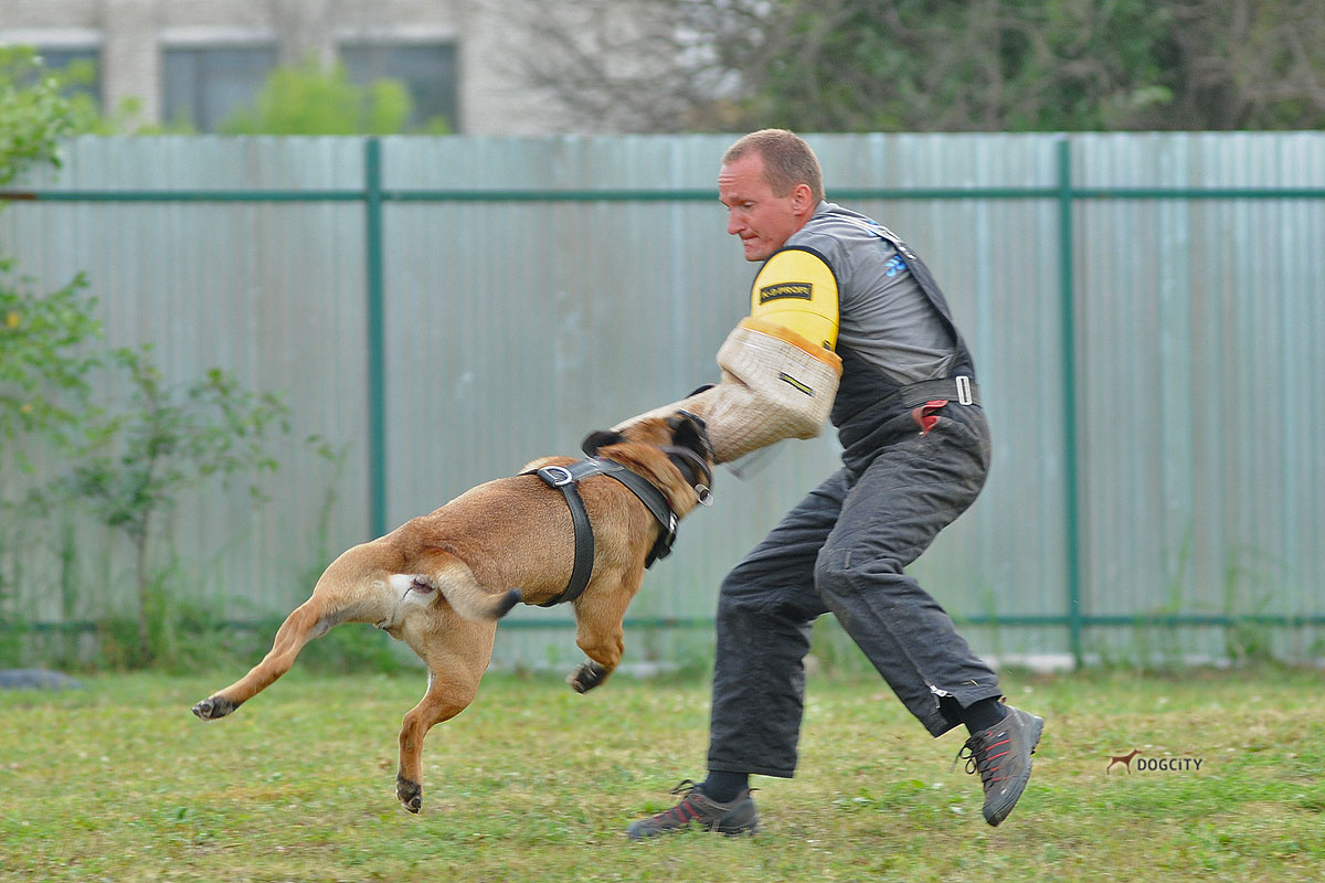 Дресссировка-собак_5492.jpg