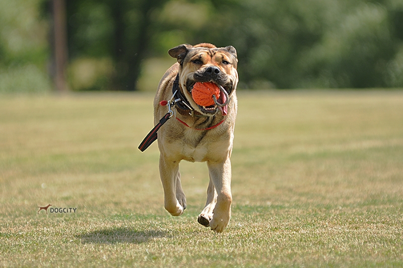 Дрессировка-собак_6055.jpg