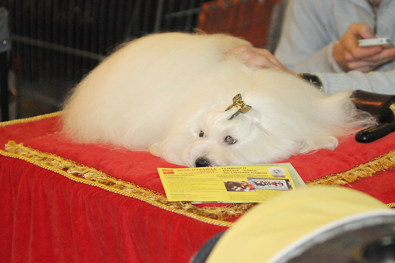 DSC_8212.JPG