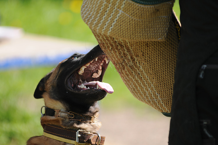 DSC_5338.JPG