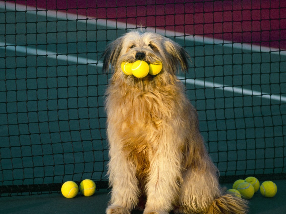 tennisist_1152.jpg