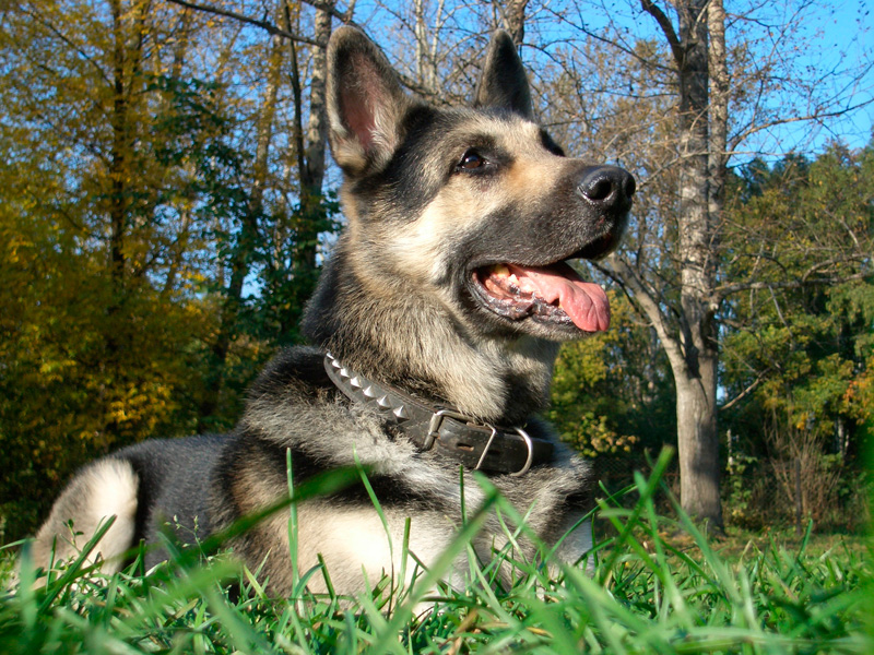 2955-bert.jpg