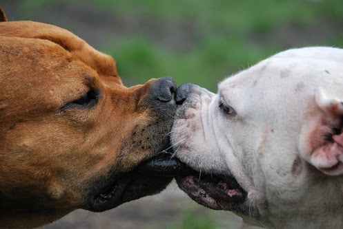 dogslove.jpg