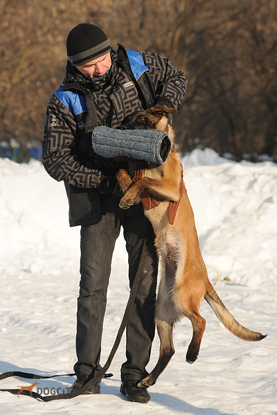 Дрессировка-собак_6568.jpg