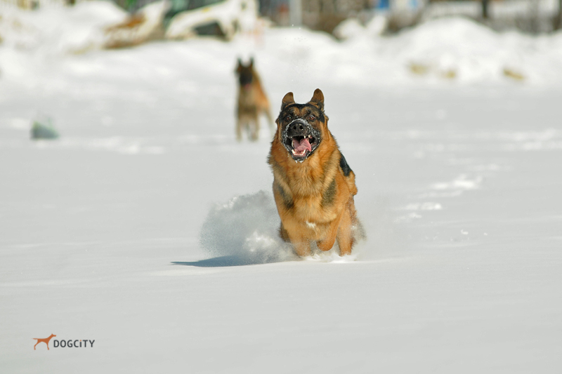 DSC_1522.JPG