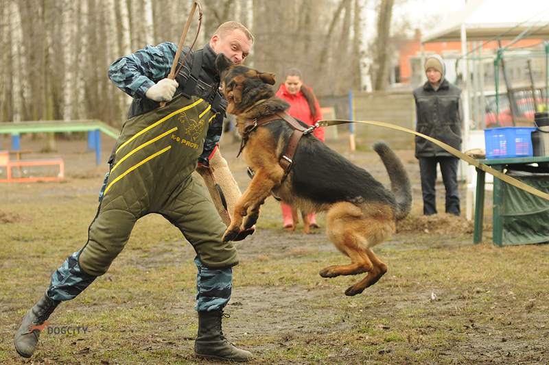 Дрессировка-собак7640.jpg