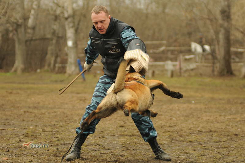 Дрессировка-собак7805.jpg