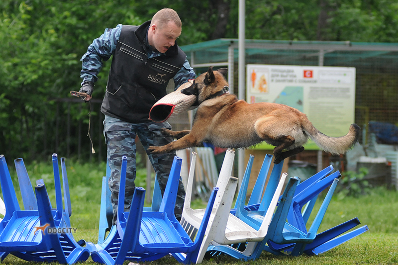 Дрессировка собак_2729.JPG