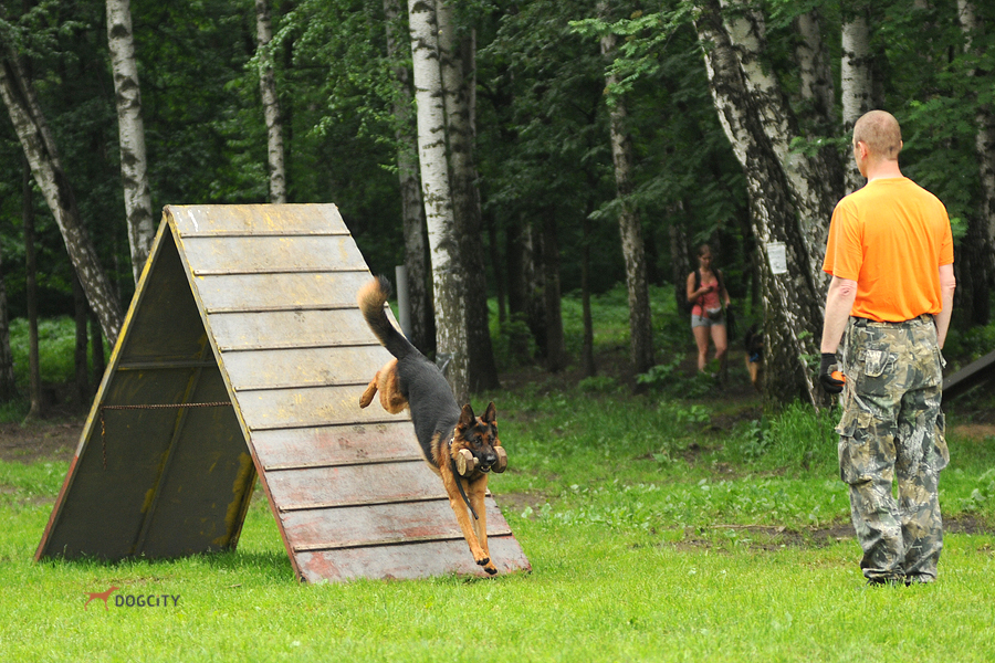 Дрессировка-собак_3452.jpg
