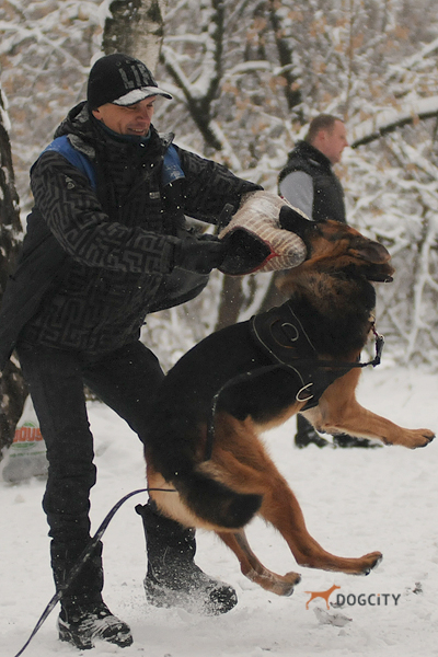 Дрессировка-собак_9951.jpg