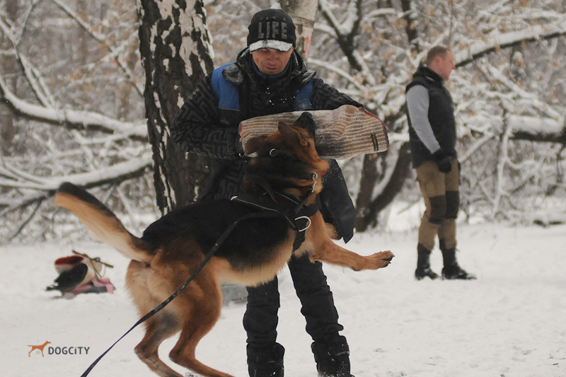 Дрессировка-собак_9950.jpg
