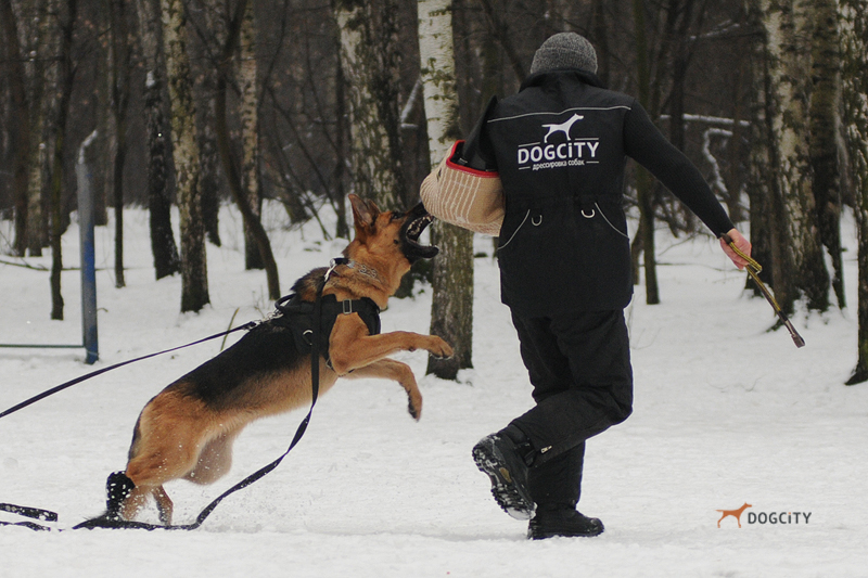 Дрессировка-собак_0452.jpg