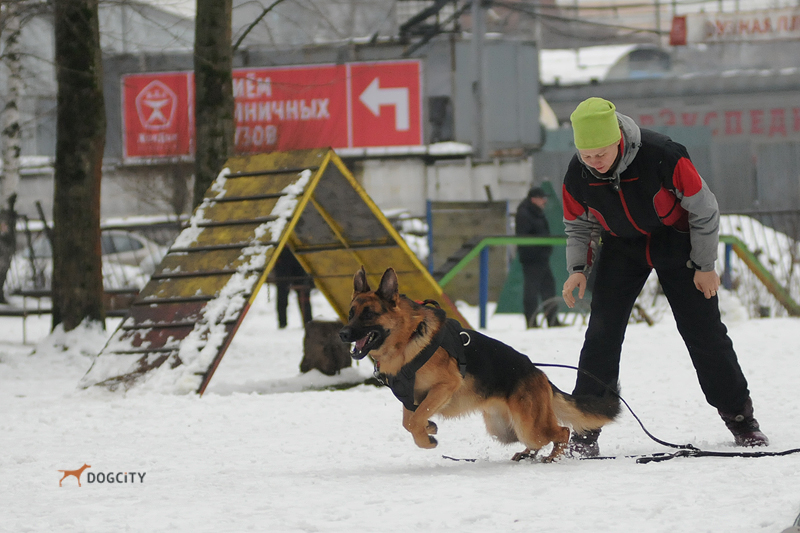 Дрессировка-собак_0678.jpg