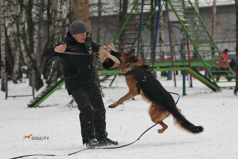 Дрессировка-собак_0691.jpg