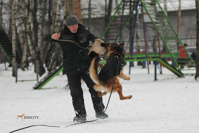 Дрессировка-собак_0690.jpg