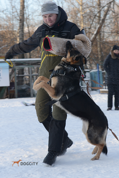 Дрессировка-собак_2491.jpg