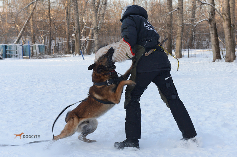 Дрессировка-собак_2522.jpg