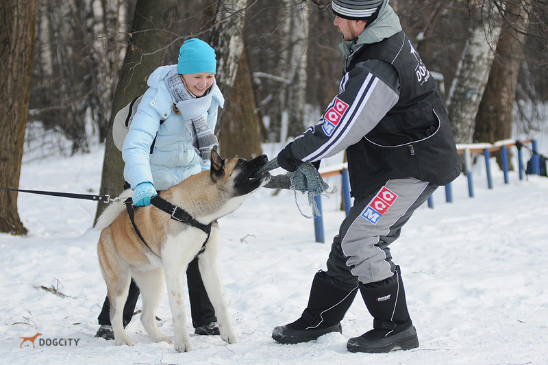 Дрессировка-собак_6039.jpg