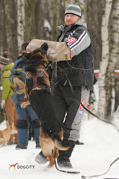Дрессировка-собак_6641.jpg