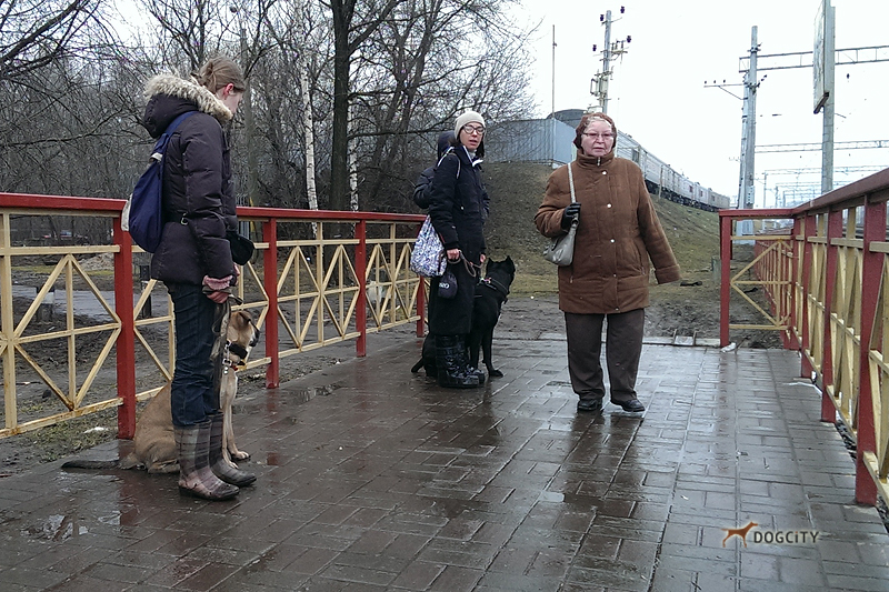 Дрессировка-собак_02.jpg