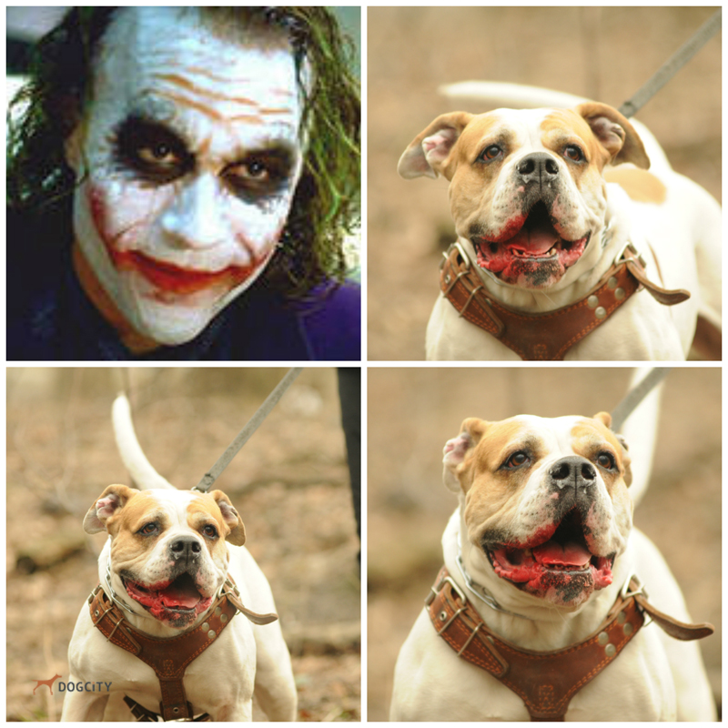collage56.jpg