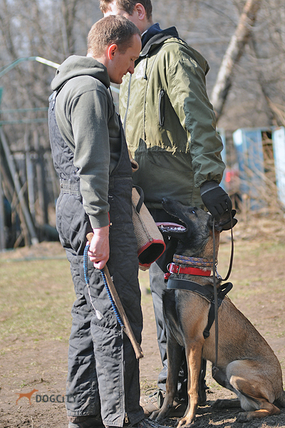Дрессировка-собак_4153.jpg