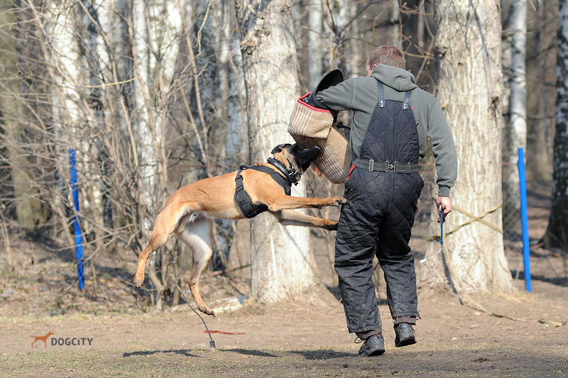 Дрессировка-собак_4464.jpg