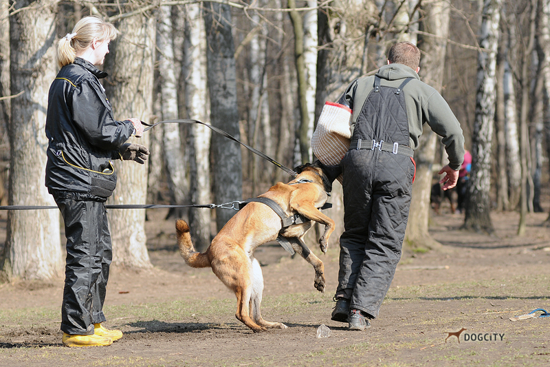 Дрессировка-собак_4545.jpg